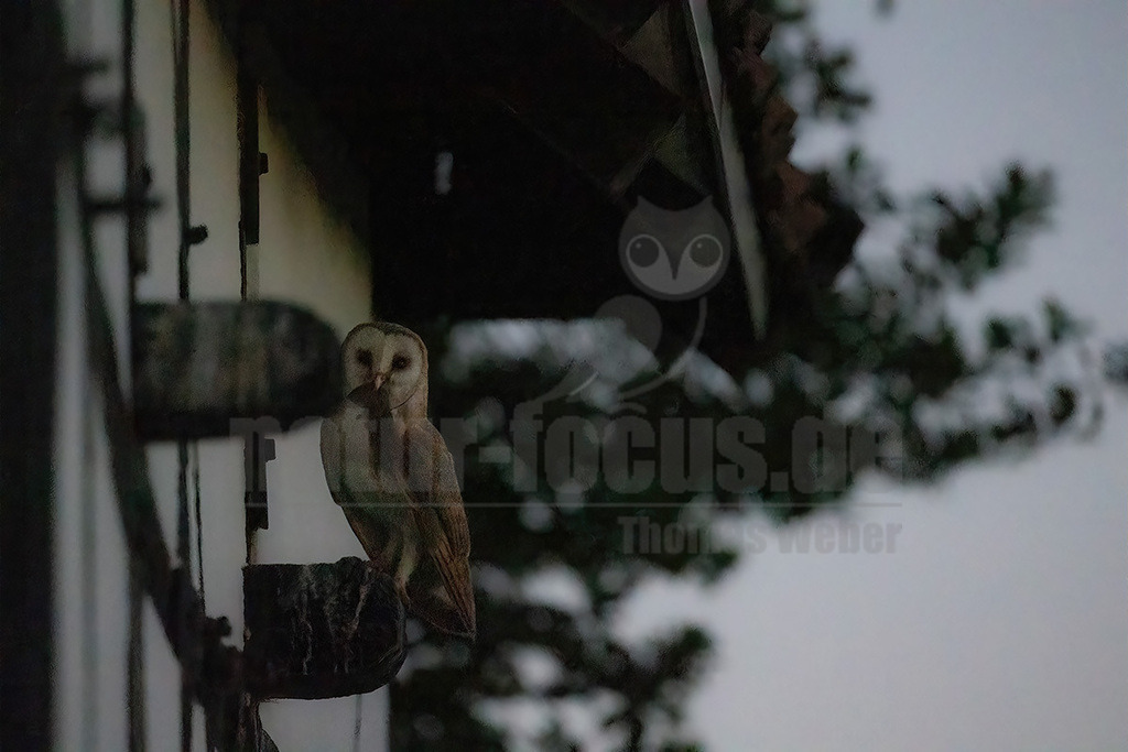 R6NF2455_20240625 | Die Schleiereule ist eine helle, langbeinige Eule ohne Federohren. Charakteristisch für die Schleiereule ist der herzförmige Gesichtsschleier und die relativ kleinen schwarzen Augen. Ihre Unterseite ist weiß bis gelbbraun mit Tropfenflecken, der Schnabel weißrosa, gelblich bis grauweiß. - Realisiert mit Pictrs.com