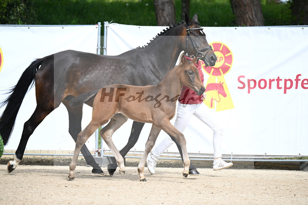 Glamourdale x San Muscadet_SF_Rattenhuber_11240020 | hf-fotografie - Realisiert mit Pictrs.com