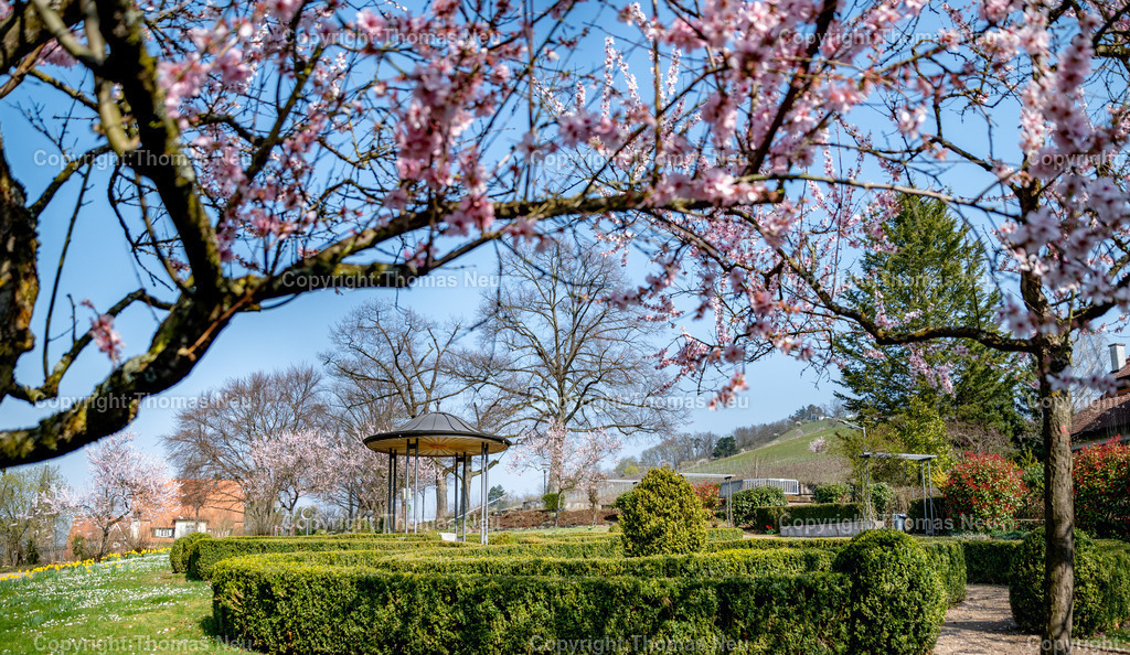 mandelbluete-bergstrasse-weinberge-bensheim-Stadtparek-fruehling-Fotografie-Thomas-Neu-38 | Blick in den bensheimer Stadtpark mit dem Pavillion und blühenden Mandelbäumen und dem Kirchberg im Hintergrund, ,Bild: Thomas Neu