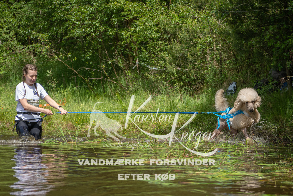 1217DKK992437 | kk-dogfotos