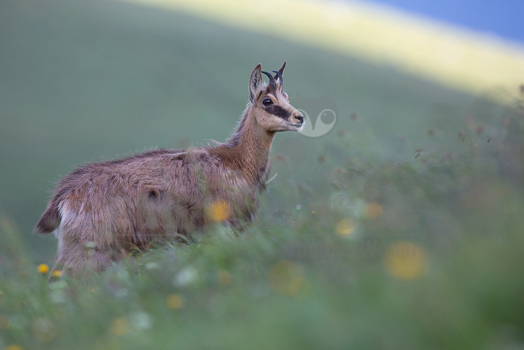 20130704181858 | Die Gemse ( Rupicapra rupicapra ) ist ein Huftier, das dank seiner aussergewöhnlichen Anpassungsfähigkeit den extremen Lebensbedingungen im Gebirge gewachsen ist. Die Gemse vereint auf eindrückliche Art Widerstandskraft, Gewandtheit und Robustheit. Während sie früher in die schwer zugänglichen Gebirgsmassive zurückgedrängt wurde, ist sie heute in Wäldern mittlerer Höhe und gar in tiefen Lagen stark verbreitet. - Realisiert mit Pictrs.com