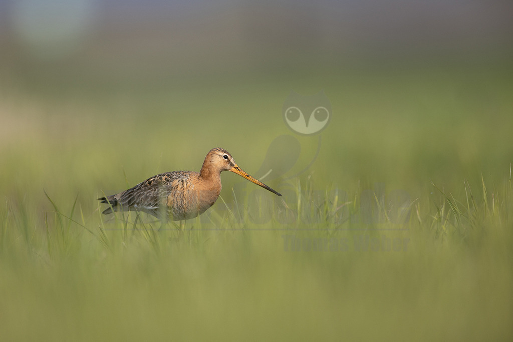 20220412093937 | Die Uferschnepfe (Limosa limosa), im Plattdeutschen auch als Greta bezeichnet, ist eine Vogelart aus der Familie der Schnepfenvögel (Scolopacidae). Uferschnepfen sind Langstreckenzieher und brüten vorwiegend auf Feuchtwiesen. Die Art steht sowohl international auf der Vorwarnliste («potenziell gefährdet») der Roten Liste gefährdeter Arten als auch auf der Roten Liste der Brutvögel Deutschlands. - Realisiert mit Pictrs.com
