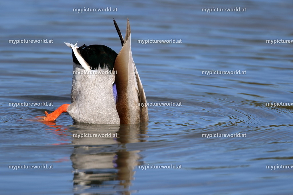 Stockente-149 | Das Bilderarchiv über Tiere, Planzen und Landschaften. In der Bilddatenbank finden Sie ein große Auswahl an hochwertigen Bilder für Ihre Werbung - Realisiert mit Pictrs.com