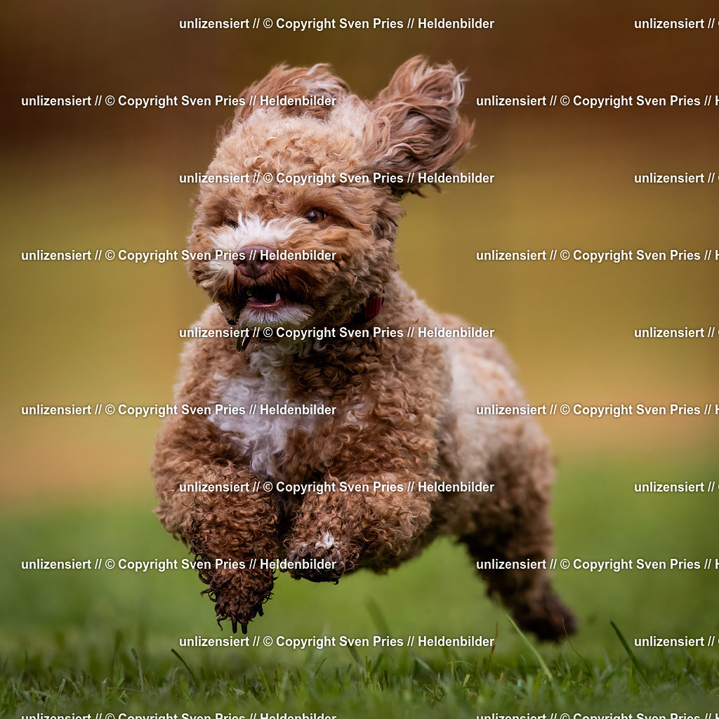 Sven Pries | 2024-04-21 - Hunderennen Baden-Oos
Foto: Sven Pries - Realisiert mit Pictrs.com