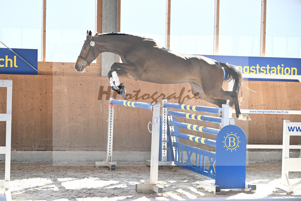 Kat-Nr. 41 Sera Delta v. Dourkhan Hero Z_Vogelgut_14261607 | hf-fotografie - Realizzato con Pictrs.com