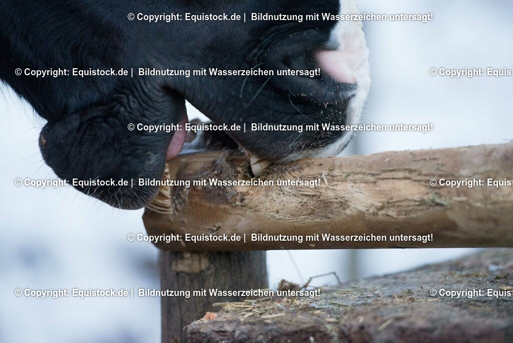 20170118_Koppendes Pferd_0001 | Foto: Thomas Hartig