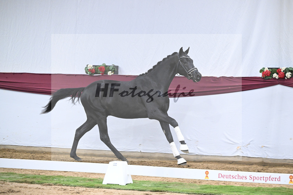 Kat-Nr. 38 Vivanero x Bretton Woods_Hanna Stengele_47251349 | hf-fotografie - Realizzato con Pictrs.com