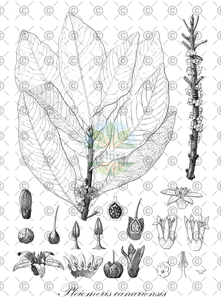 HistAbb_wfo-0001275406_1_ENZY_Simple | Historische Abbildung von Pleiomeris canariensis - Primulaceae | Historical Illustration of Pleiomeris canariensis - Primulaceae
