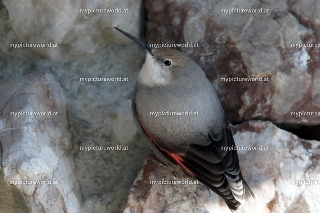 Mauerläufer-021 | Das Bilderarchiv über Tiere, Planzen und Landschaften. In der Bilddatenbank finden Sie ein große Auswahl an hochwertigen Bilder für Ihre Werbung - Realisiert mit Pictrs.com