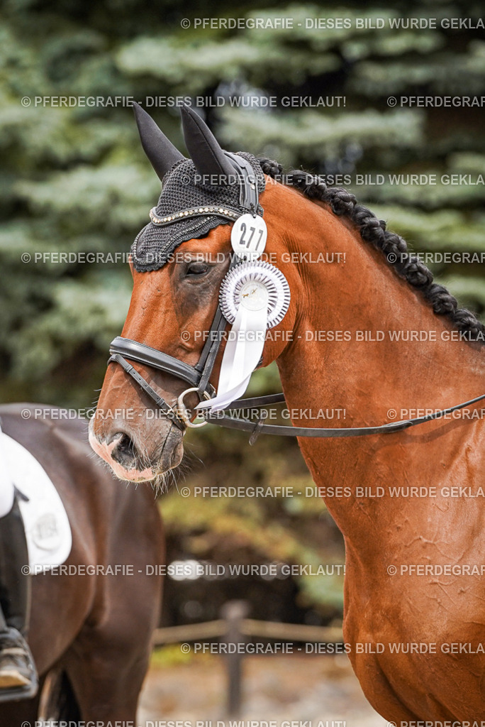 DSC04545 | Pferdegrafie