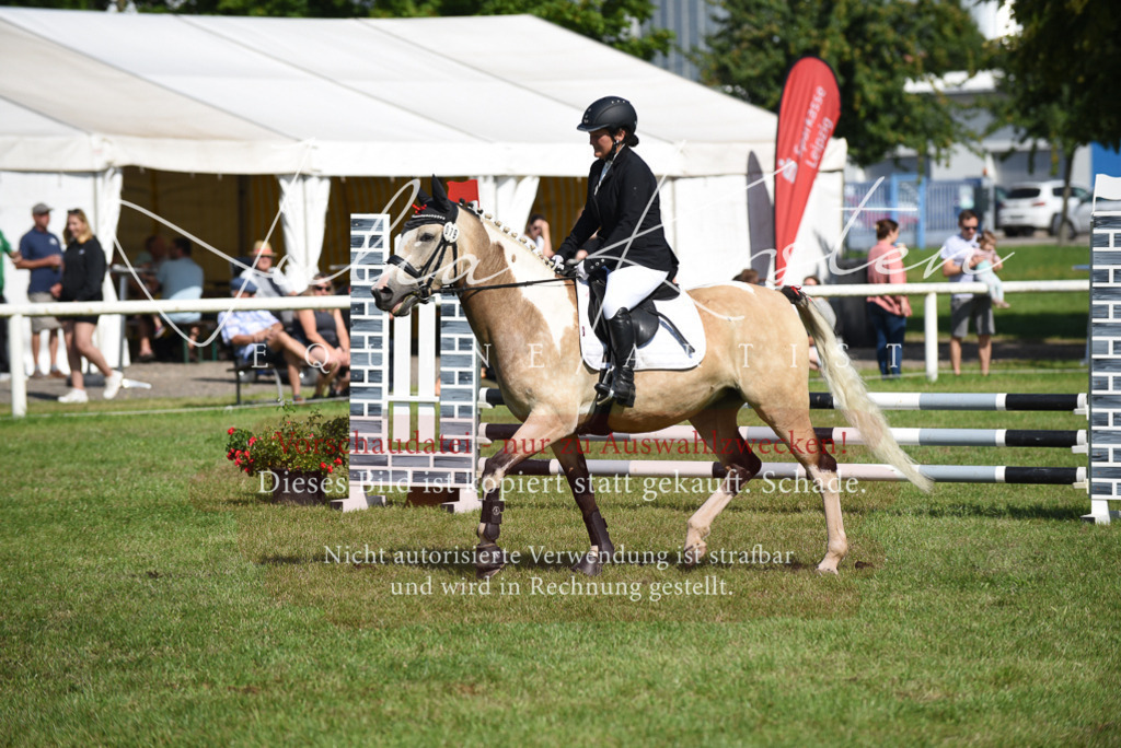 DSC_9078 | Pferde- und Turnierfotografie in Westsachsen. Pferdeportraits, Auftragszeichnungen und intuitive Kunst.
