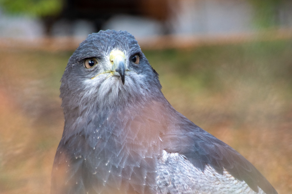 Safariland Stukenbrock | #safarilandstukenbrock #freizeitparkinfos #tiere #animals #fotografie #nikon #nikondaily #nikonswitzerland #nikongermany #natur #landschaft #landscape - Realisiert mit Pictrs.com