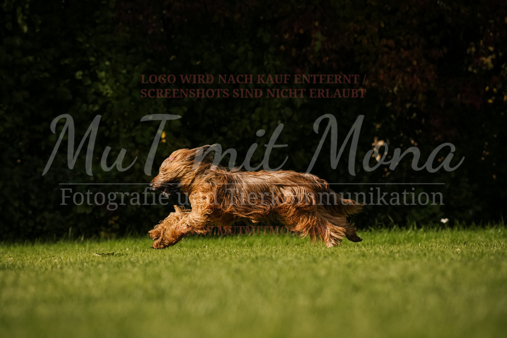 20251005_THS_Turnier-764 | MuT (Mensch und Tier) mit Mona - Fotografie und Tierkommunikation - Realisiert mit Pictrs.com