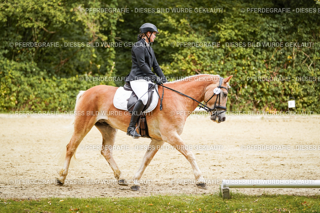 DSC00085 | Pferdegrafie