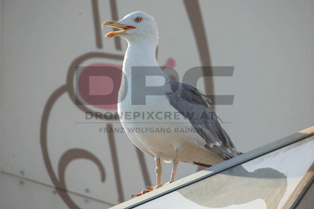 Yellow-legged Gull (Larus michahellis) | Yellow-legged Gull (Larus michahellis), a large gull species commonly found along Mediterranean coasts, rocky shorelines, harbours and coastal areas. - Realisiert mit Pictrs.com