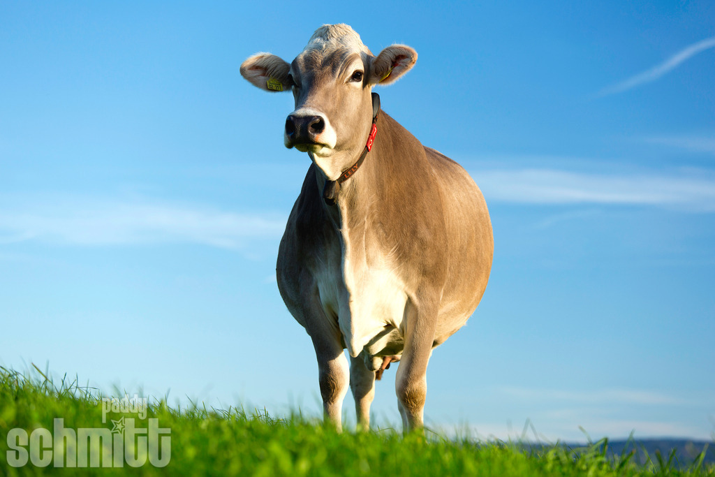 PS-Tiere-2026-45 | Entdecke die größte Bildgalerie der Region mit Fotografien aus dem Allgäu, der Bodenseeregion, Oberschwaben, dem Donautal und der Schwäbischen Alb. Landschaften, Luftaufnahmen und Reisefotografie als Wandbild und Fotokunst. - Realisiert mit Pictrs.com