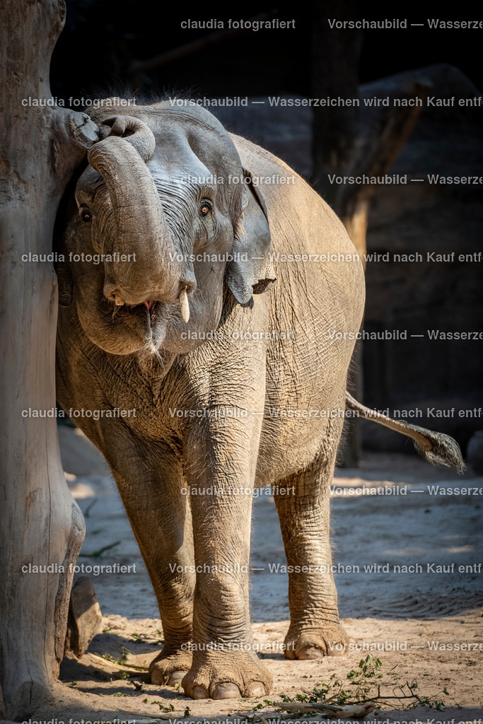 DSC_4482 | 11.05.2022; Inland; Zuerich - Zoo Zuerich;
Ein Asiatischer Elefant im Kaeng Krachan Elefantenpark des Zoos Zuerich 
(Claudia Minder/claudia-fotografiert)
