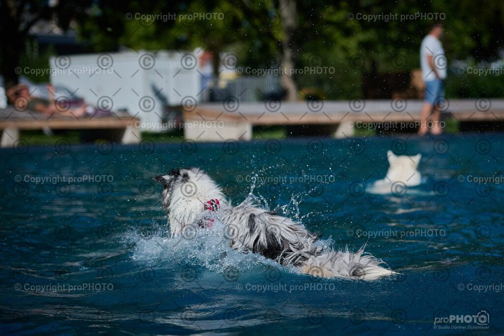 213_202509_4Hundebadetag_NZ9_2823 | proPHOTO - Realisiert mit Pictrs.com