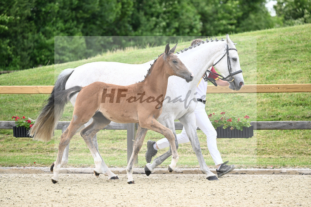 Kat-Nr. 2 HF Aganix Du Seigneur_Fischer_17230089 | hf-fotografie - Realizzato con Pictrs.com