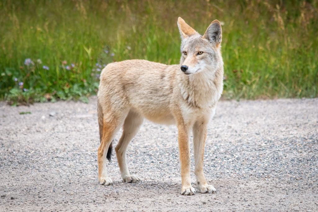 Coyote | christophschaarschmidt - Realisiert mit Pictrs.com