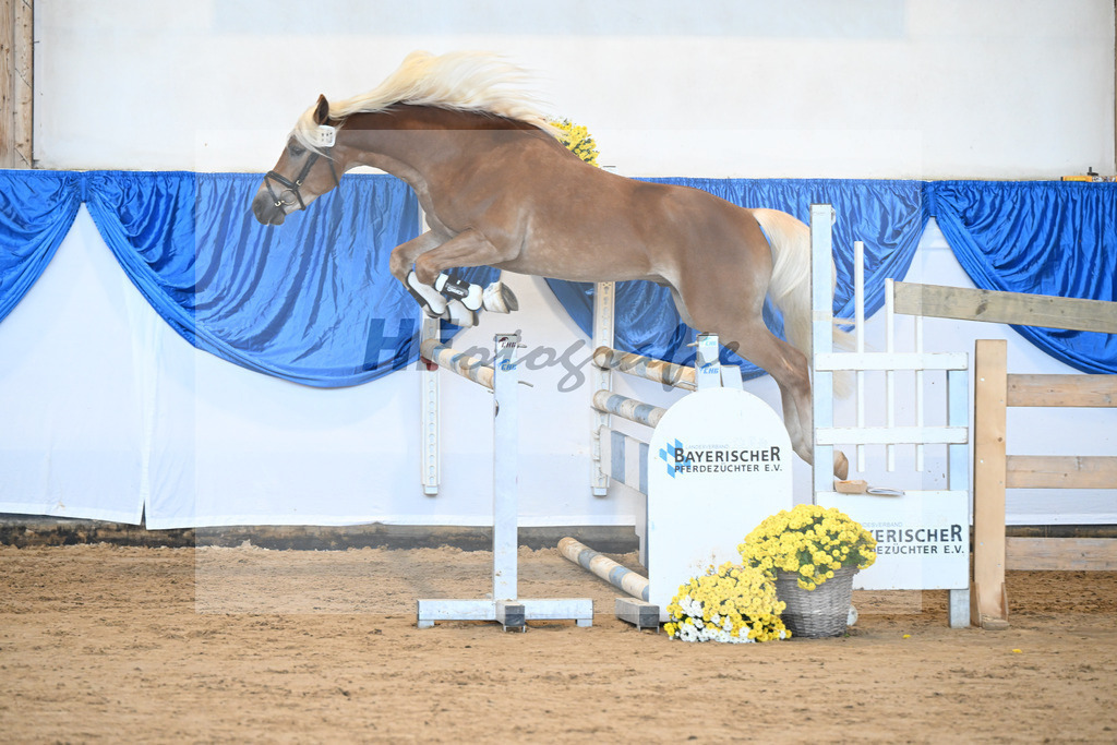 Kat-Nr. 19 Stelius v. Status Quo_Reiser_48250385 | hf-fotografie - Realisiert mit Pictrs.com