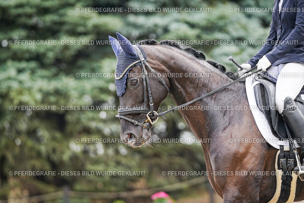 DSC01807 | Pferdegrafie