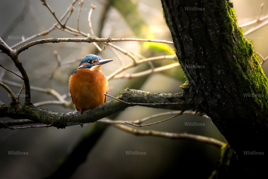 Wildlinse-250122-1 | Willkommen bei Wildlinse. Wildtierfotografien aus Schleswig-Holstein: Entdecke einzigartige Fine-Art-Prints und Poster, die Ruhe, Wildnis und die Schönheit unserer heimischen Tierwelt in dein Zuhause bringen. - Realisiert mit Pictrs.com