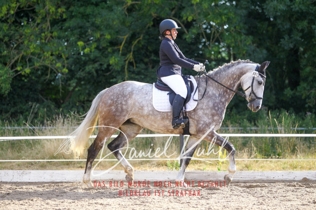 DKP45551 | Turniersportfotografie; Pferdefotografie; Dressurfotografie