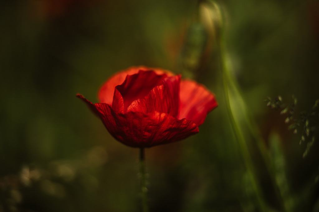 Mohn | Simone Sonderegger Photography