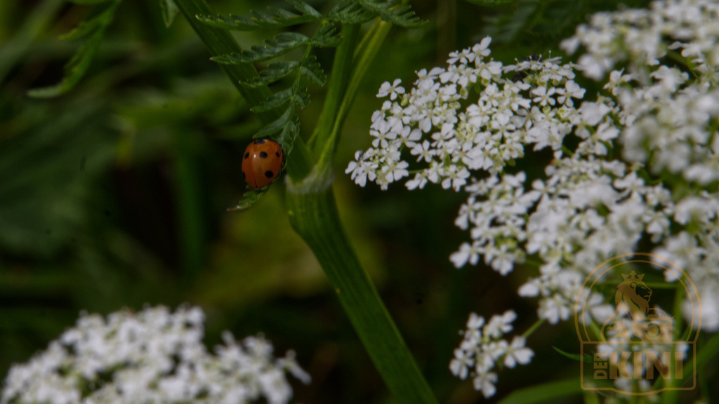 P1341011-1 | Foto, Natur, Tiere, Urlaub, Georgien,  - Realisiert mit Pictrs.com