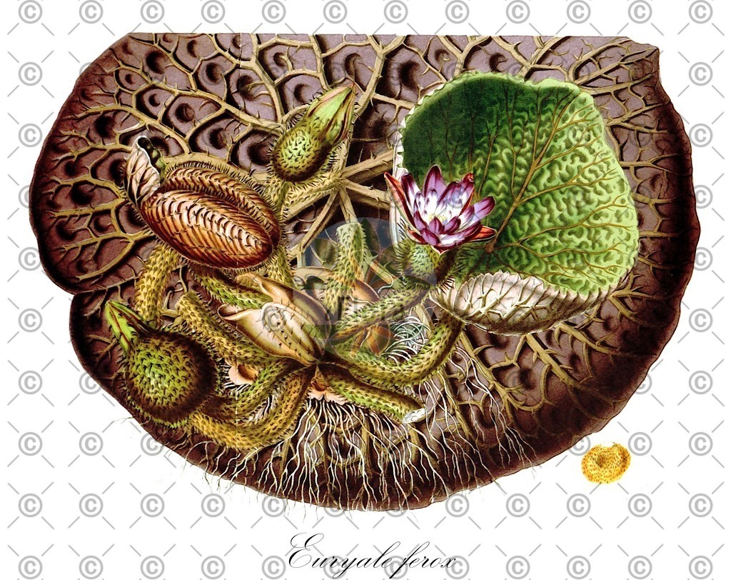 HistAbb_wfo-0000965527_1_ENZY_Simple | Historische Abbildung von Euryale ferox - Nymphaeaceae | Historical Illustration of Euryale ferox - Nymphaeaceae