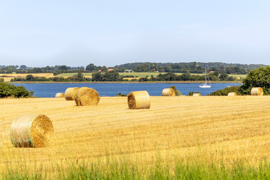 Wandbild: Rundballen in Winnemark an der Schlei | Dieses Wandbild im Querformat zeigt Rundballen auf einem Feld in Winnemark direkt an der Schlei. Im Vordergrund ragen in der Unschärfe Gräser ins Bild. Auf der Schlei ist ein Segelboot zu sehen. - Realisiert mit Pictrs.com