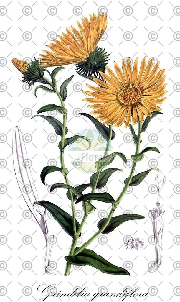 HistAbb_wfo-0000975573_2_ENZY_Simple | Historische Abbildung von Grindelia grandiflora - Asteraceae | Historical Illustration of Grindelia grandiflora - Asteraceae