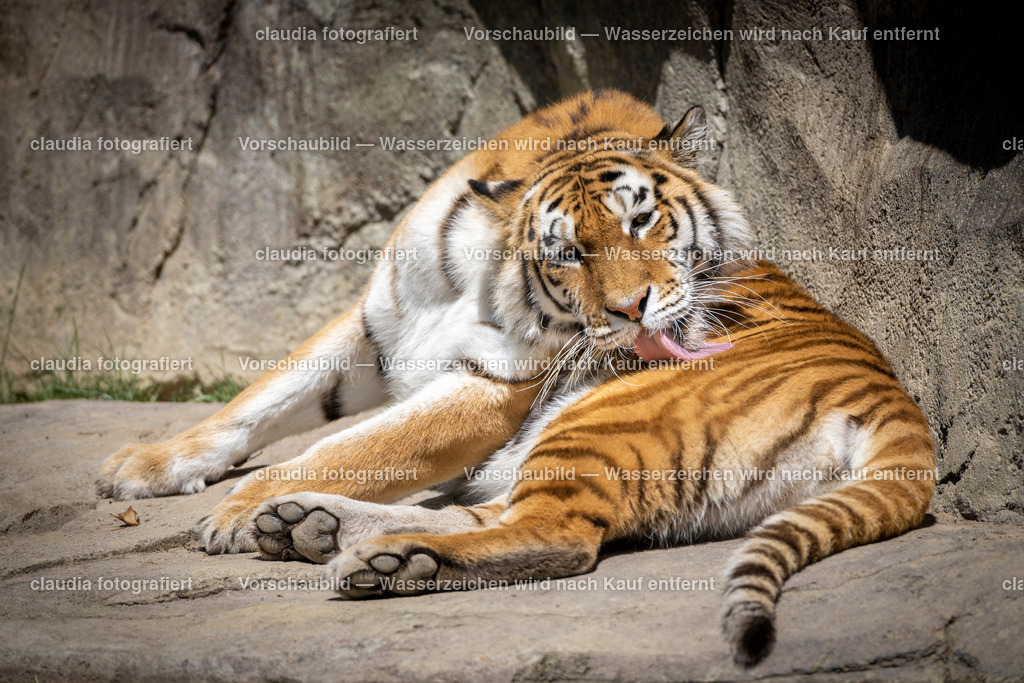DSC_4571 | 11.05.2022; Inland; Zuerich - Zoo Zuerich;
Vom Tiger werden neun verschiedene Unterarten unterschieden. Der Amurtiger ist die groesste und zugleich die am noerdlichsten verbreitete Unterart.
(Claudia Minder/claudia-fotografiert)
