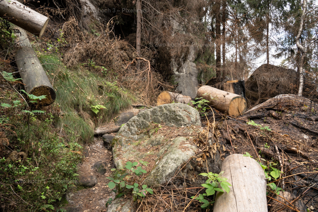 Obere_Affensteinpromenade_Nahe_Siegfried_Bergfried_Baumschlag | 2022-09-02_Waldbrandgebiete_2 - Realisiert mit Pictrs.com