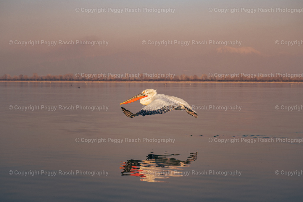 Pelikane_2023 (19) | PeggyRaschPhotography - Realisiert mit Pictrs.com