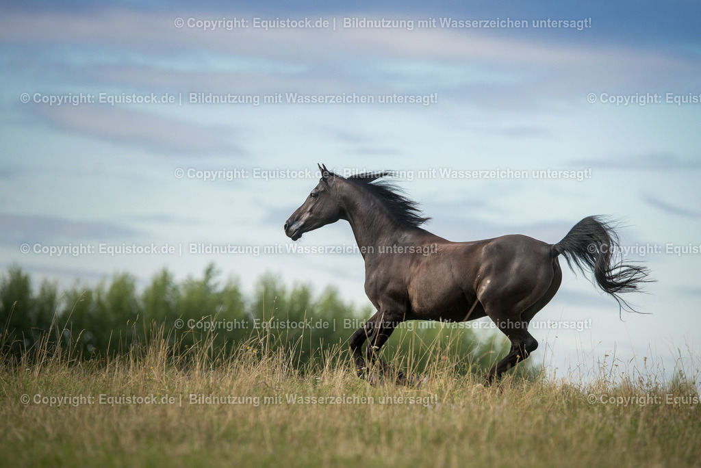 TS_20170716_Araber_Freilauf_0001 | Foto: Thomas Hartig