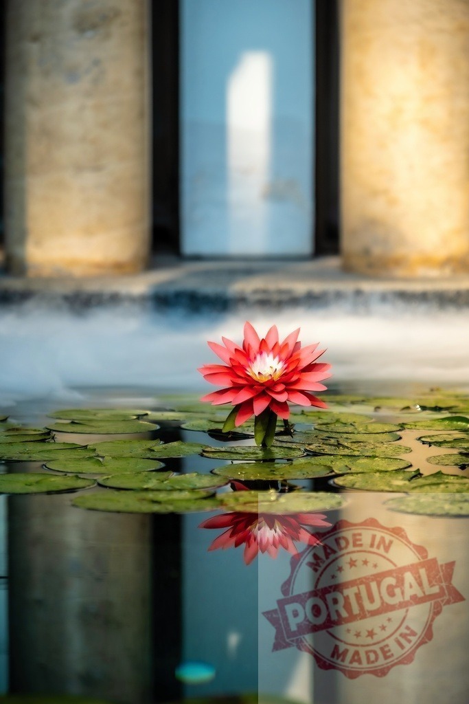 Red water lily reflecting in tranquil pond | Red water lily blooming in a pond with lily pads, reflecting in calm water - Realisiert mit Pictrs.com