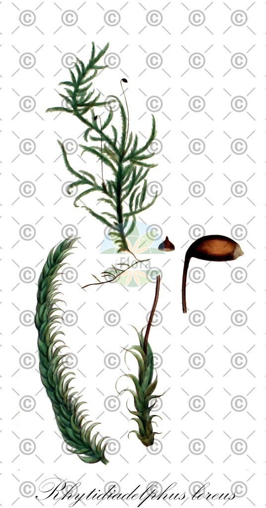 HistAbb_wfo-0001174868_1_ENZY_Simple | Historische Abbildung von Rhytidiadelphus loreus - Hylocomiaceae | Historical Illustration of Rhytidiadelphus loreus - Hylocomiaceae