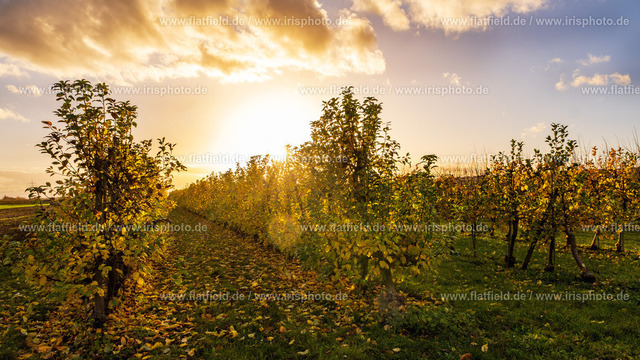 Obstplantage im Gegenlicht | Landschaftsfoto aus Hofheim / Taunus
