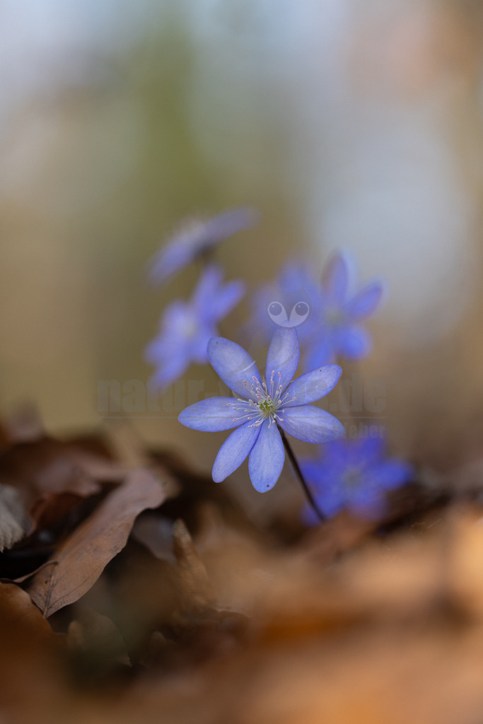 R5NF1289_20240303 | Das Bild zeigt eine Nahaufnahme eines Leberblümchens (Hepatica nobilis) in voller Blüte. Die leuchtend blaue Blüte mit ihren zarten Blütenblättern und den auffälligen gelben Staubgefäßen steht im Vordergrund und ist scharf fokussiert. Sie wächst aus einem Teppich von braunen, trockenen Herbstblättern, die teilweise unscharf im Vordergrund und Hintergrund zu sehen sind. Im unscharfen Hintergrund sind weitere blaue Leberblümchenblüten angedeutet, was auf eine Gruppe dieser Frühblüher hindeutet. Die Szene vermittelt eine ruhige und natürliche Atmosphäre eines Frühlingswaldes. - Realisiert mit Pictrs.com