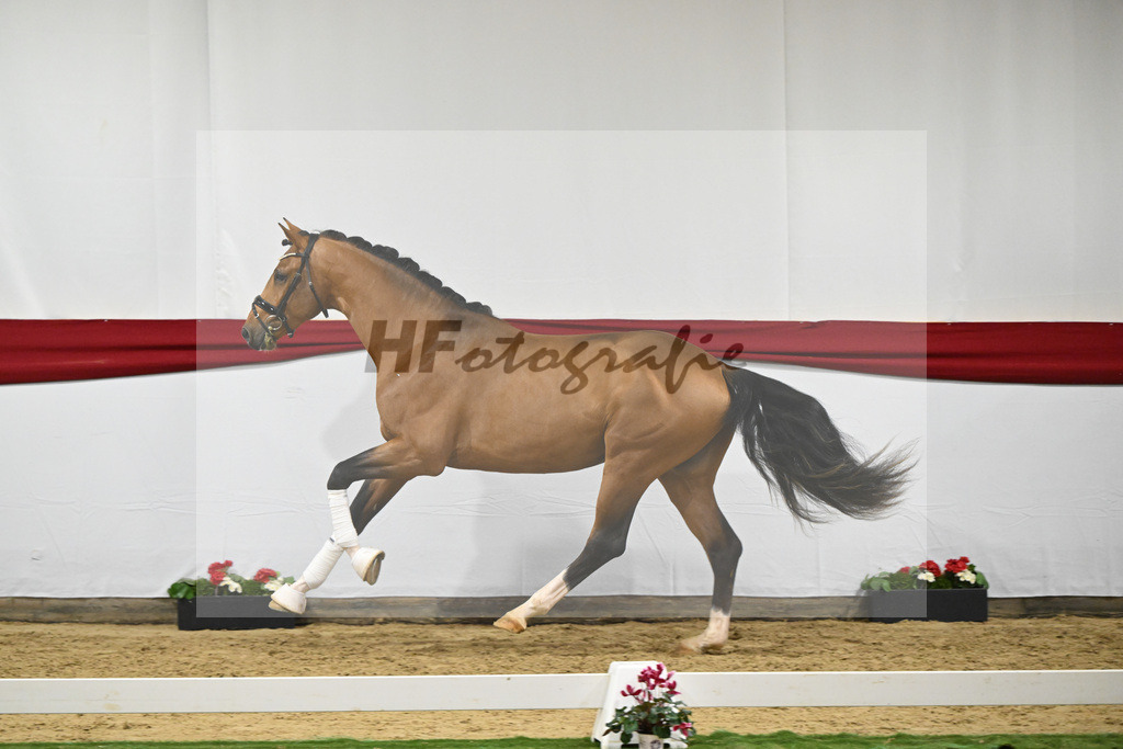 Kat-Nr. 54 v. Vaderland_Rakelbusch_63221584 | hf-fotografie - Realizzato con Pictrs.com