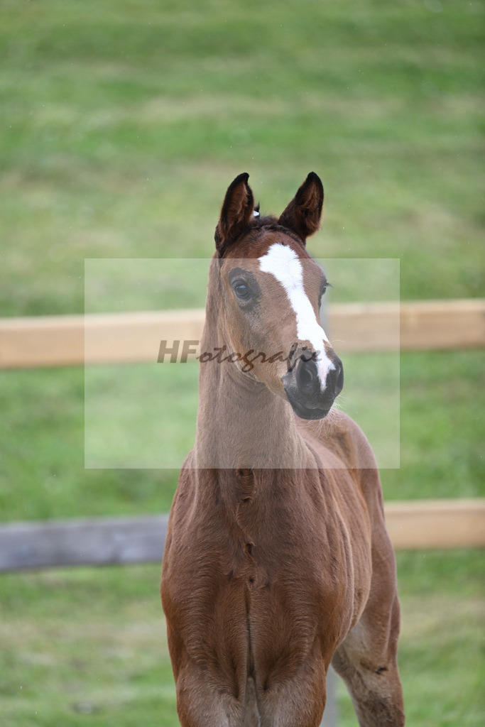 Kat-Nr. 36 HF Sanvaro_Wimmer_17230989 | hf-fotografie - Realizzato con Pictrs.com