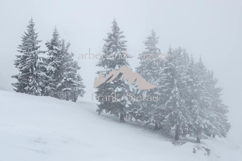 0Z5A3344 | Winterwald