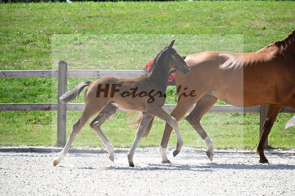 Kat-Nr. 39 St. Schufro x Vivaldi_HF_Lindinger u Silbereisen_15251039 | hf-fotografie - Realisiert mit Pictrs.com