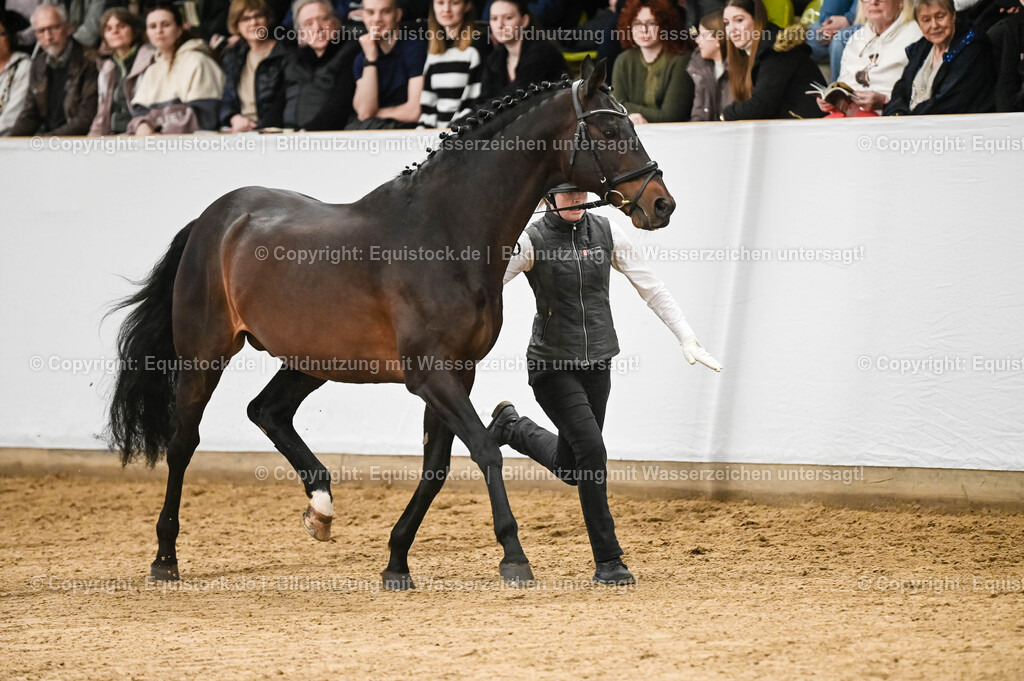 20260307_Hengstvorstellung-Marbach_0074 | equistock
