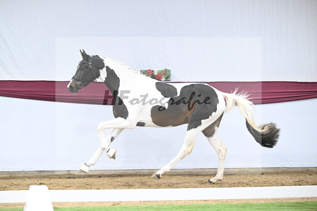 Kat-Nr. 117 Classic Deluxe x Don Martillo_Horst Schepper_47254039 | hf-fotografie - Realisiert mit Pictrs.com