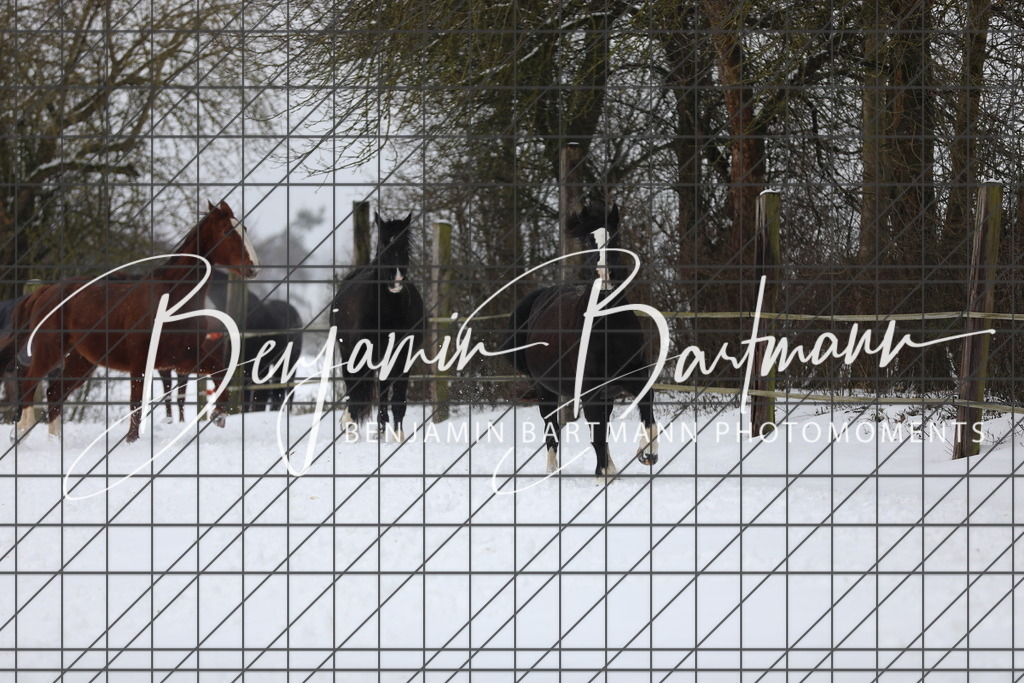 AZ2A3294 | Benjamin Bartmann Photomoments