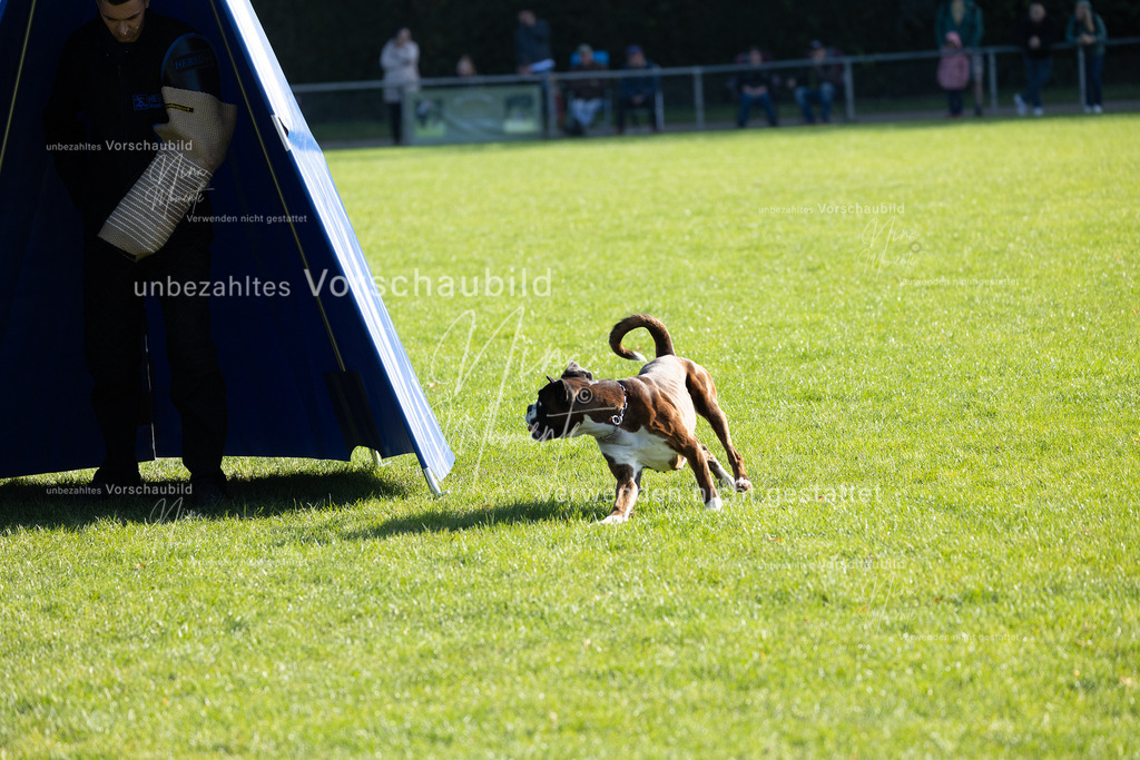 _16A5084 | Einzigartige Fotos von Hunden & Menschen –Actionfotos, Portraits, Vereinsaufnahmen & Paarshootings – authentisch, lebendig & mit Herz.