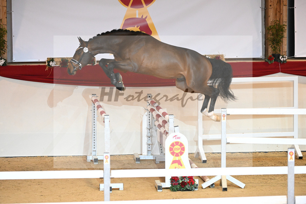 Kat-Nr. 7 Chacco Blue_Sportpferde vom Hardthof_1230811 | hf-fotografie - Realizzato con Pictrs.com